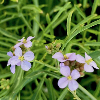 Erucaria hispanica, photographed by desertnaturalist