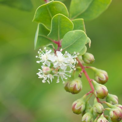 Stegnosperma halimifolium, photographed by Bill Levine