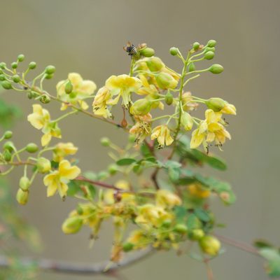 Erythrostemon pannosus, photographed by Bill Levine