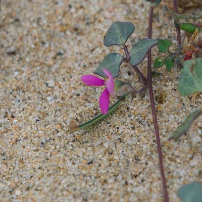 Phaseolus filiformis, photographed by Bill Levine