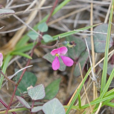 Phaseolus filiformis, photographed by Bill Levine