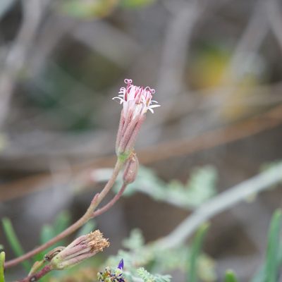 Palafoxia linearis, photographed by Bill Levine