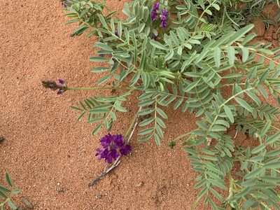 Astragalus wootonii, photographed by CK2AZ