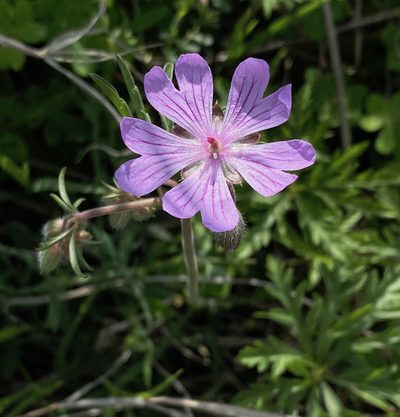 Geranium tuberosum, photographed by desertnaturalist