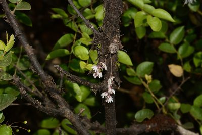 Dendrobium turbinatum, photographed by S.MORE