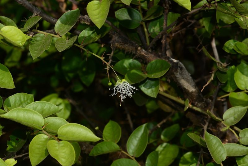 Capparis rotundifolia, photographed by S.MORE