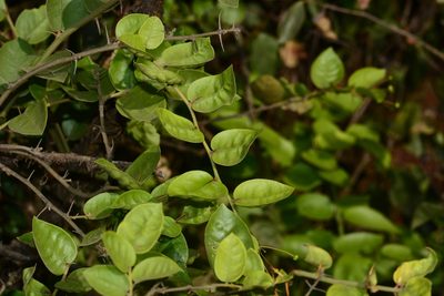Capparis rotundifolia, photographed by S.MORE