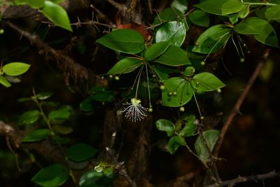Capparis rotundifolia, photographed by S.MORE
