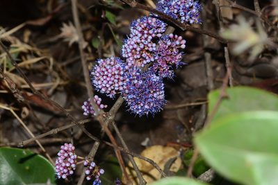 Memecylon umbellatum, photographed by S.MORE