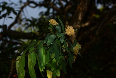 Lasiosiphon glaucus, photographed by S.MORE