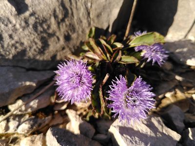 Globularia vulgaris, photographed by Yves Bas