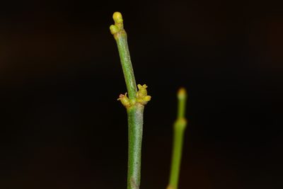 Viscum angulatum, photographed by S.MORE