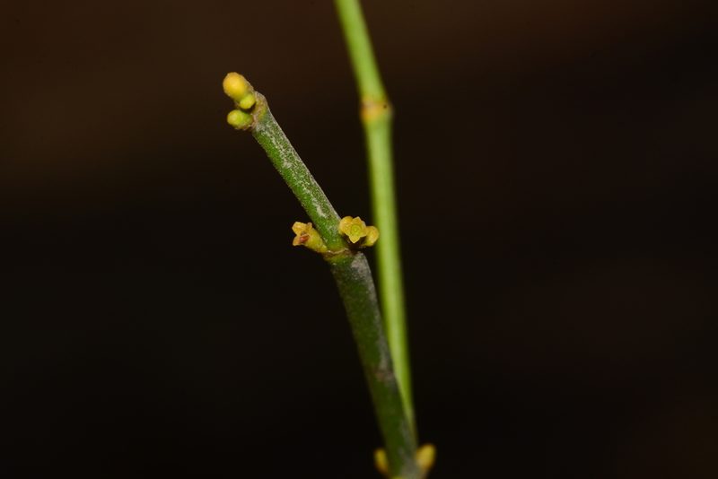 Viscum angulatum, photographed by S.MORE