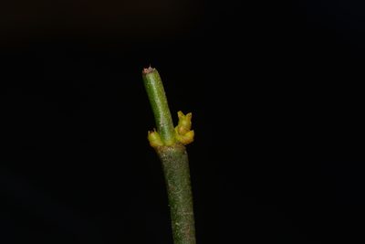 Viscum angulatum, photographed by S.MORE