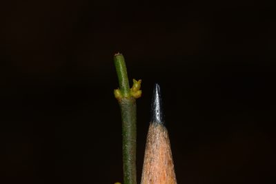 Viscum angulatum, photographed by S.MORE