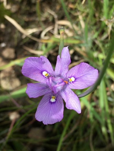 Moraea inclinata, photographed by Caroline Voget