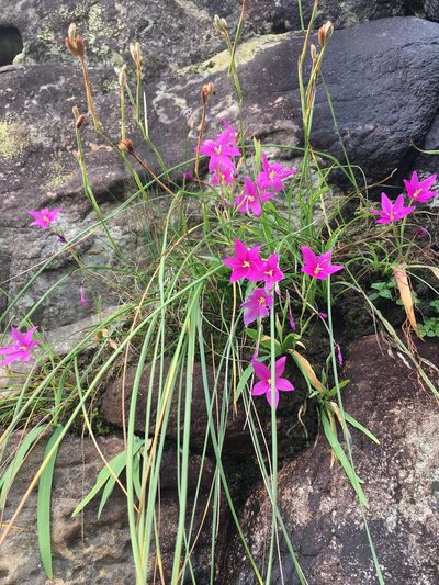 Hesperantha grandiflora, photographed by Caroline Voget