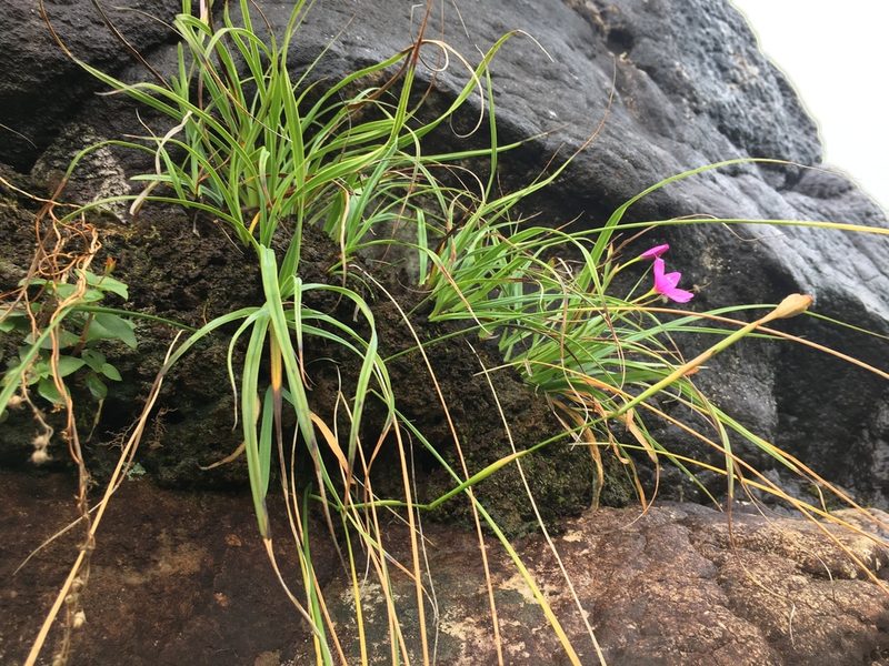 Hesperantha grandiflora, photographed by Caroline Voget