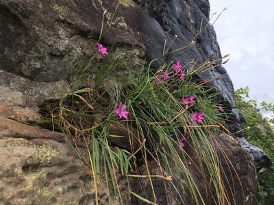 Hesperantha grandiflora, photographed by Caroline Voget