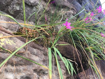 Hesperantha grandiflora, photographed by Caroline Voget