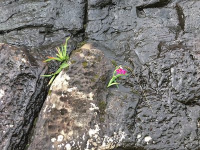 Hesperantha grandiflora, photographed by Caroline Voget