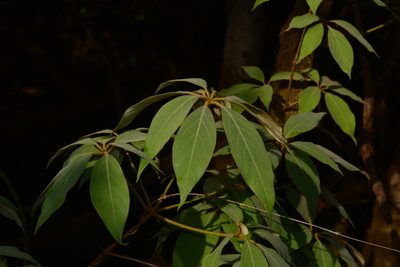 Actinodaphne lanceolata, photographed by S.MORE