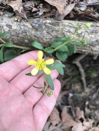 Ranunculus harveyi, photographed by Blake Bringhurst