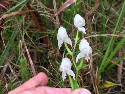 Disperis fanniniae, photographed by Caroline Voget