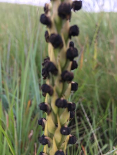 Corycium nigrescens, photographed by Caroline Voget