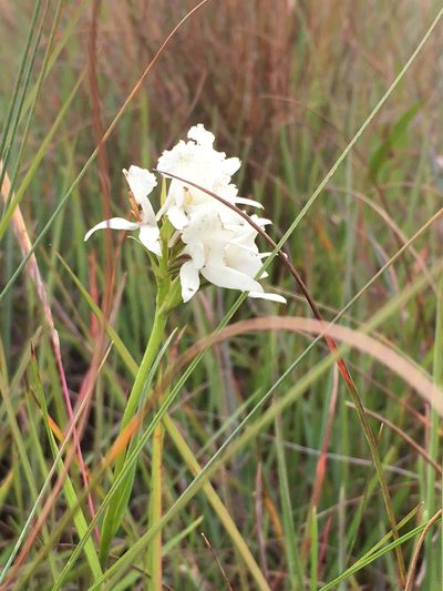 Brownleea galpinii, photographed by Caroline Voget