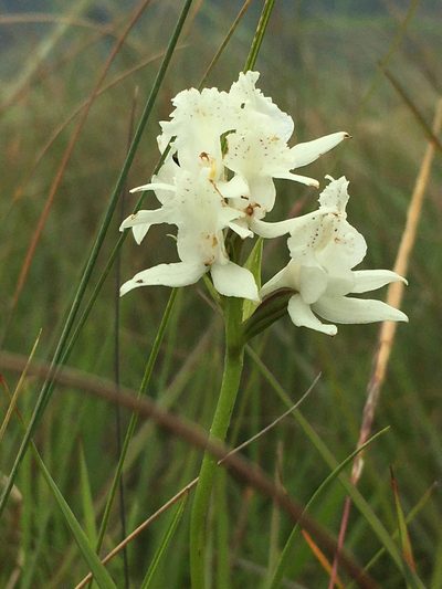 Brownleea galpinii, photographed by Caroline Voget