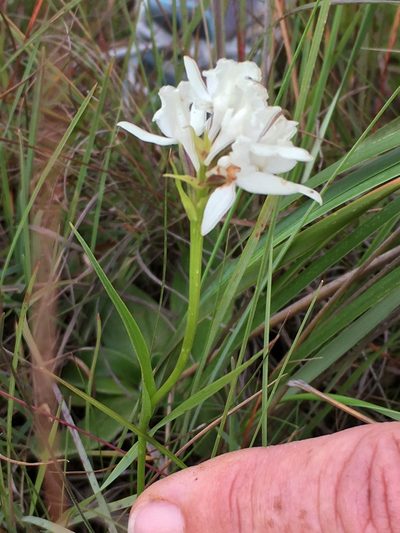 Brownleea galpinii, photographed by Caroline Voget
