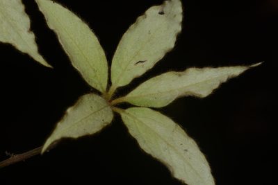 Actinodaphne lanceolata, photographed by S.MORE