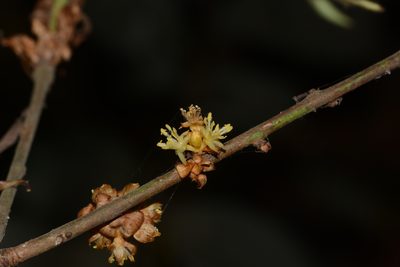 Actinodaphne lanceolata, photographed by S.MORE