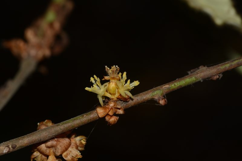 Actinodaphne lanceolata, photographed by S.MORE