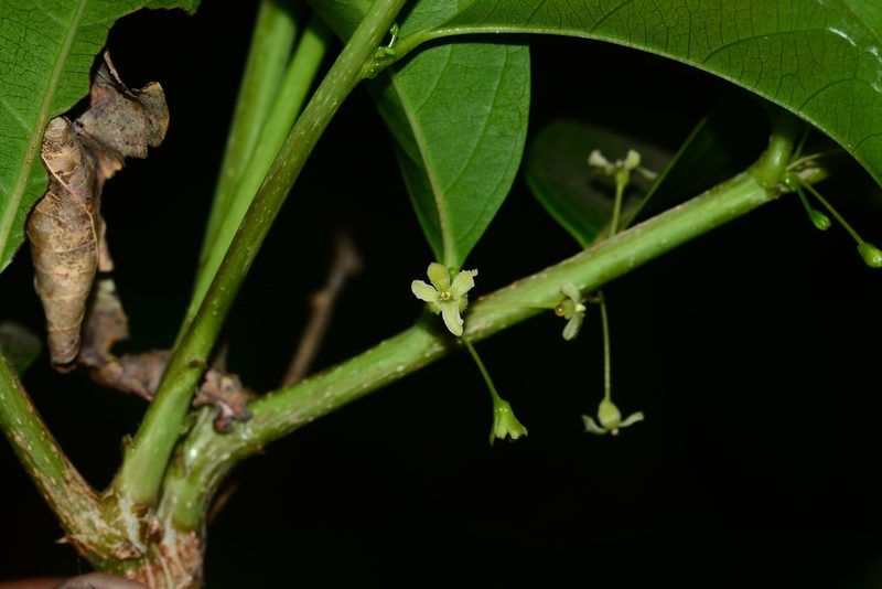 Glochidion ellipticum, photographed by S.MORE