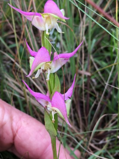 Disperis oxyglossa, photographed by Caroline Voget