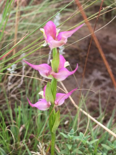 Disperis oxyglossa, photographed by Caroline Voget