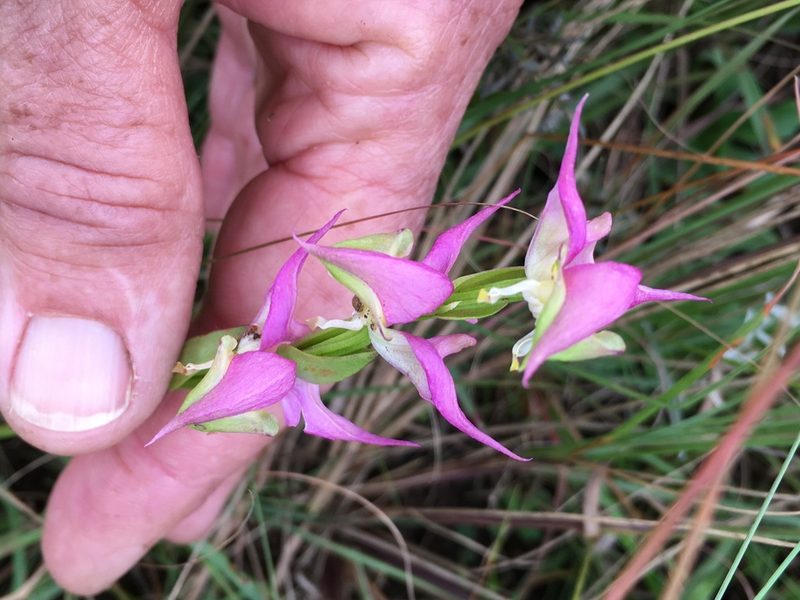 Disperis oxyglossa, photographed by Caroline Voget