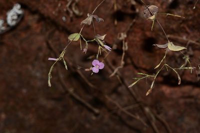 Canscora diffusa, photographed by S.MORE