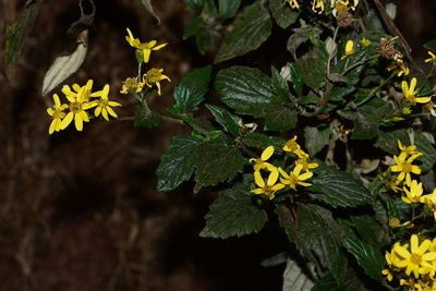 Senecio bombayensis, photographed by S.MORE