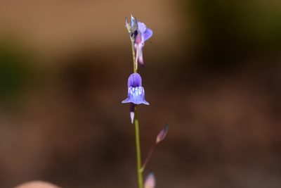 Utricularia babui, photographed by S.MORE