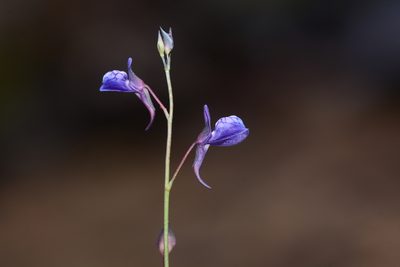 Utricularia babui, photographed by S.MORE