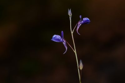 Utricularia babui, photographed by S.MORE