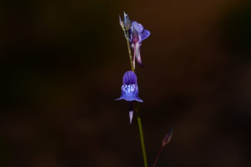Utricularia babui, photographed by S.MORE