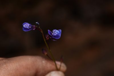 Utricularia babui, photographed by S.MORE