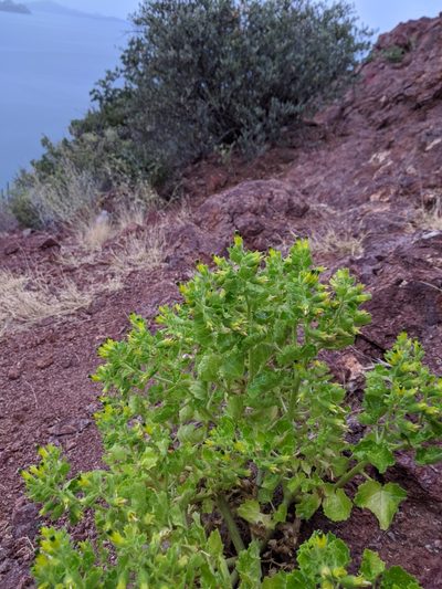 Eucnide rupestris, photographed by stevemerkley