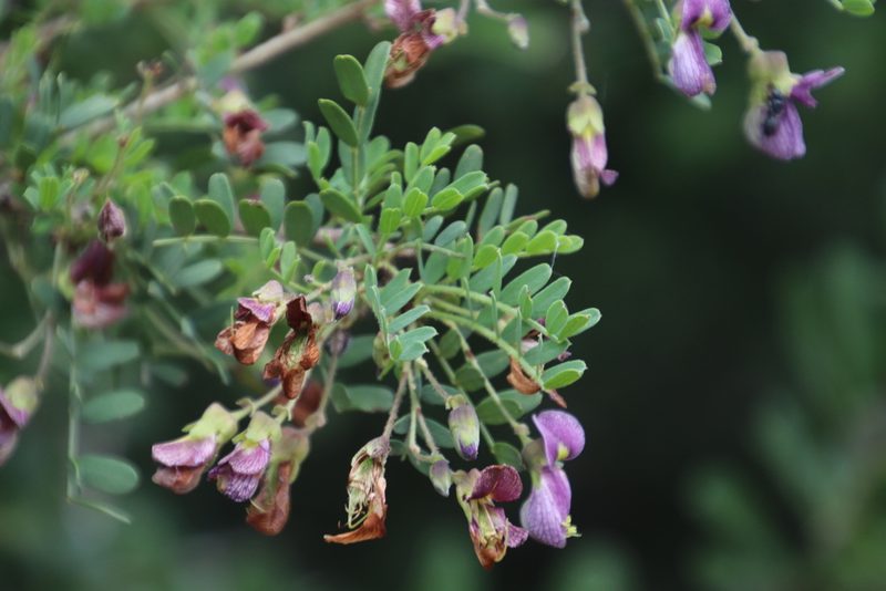 Ormocarpum trichocarpum, photographed by Tony Rebelo