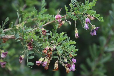 Ormocarpum trichocarpum, photographed by Tony Rebelo