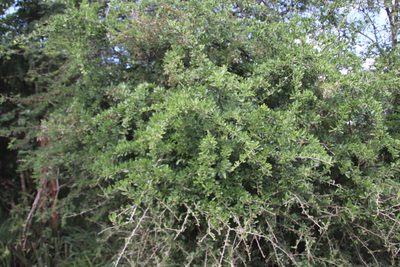 Gymnosporia maranguensis, photographed by Tony Rebelo